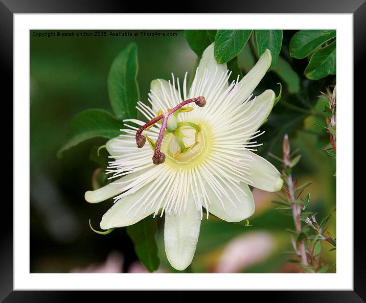 Passion fruit flower  Framed Mounted Print by sarah chilton