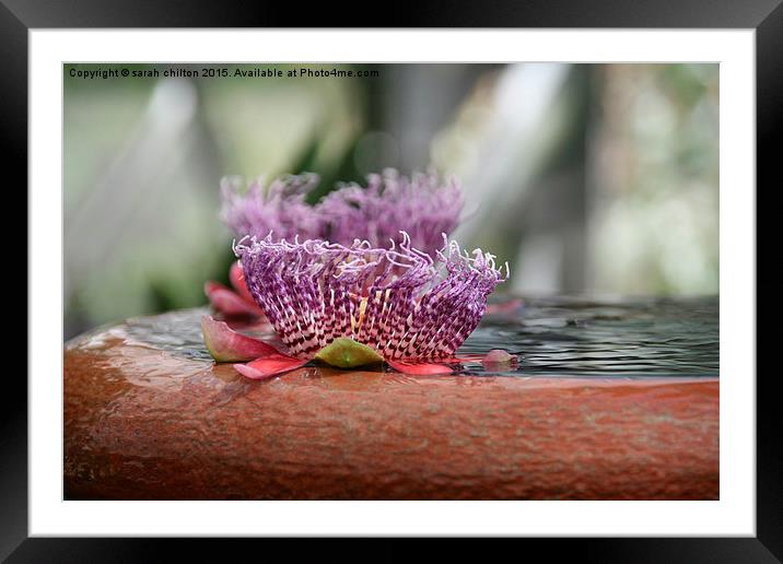  Water lily Framed Mounted Print by sarah chilton