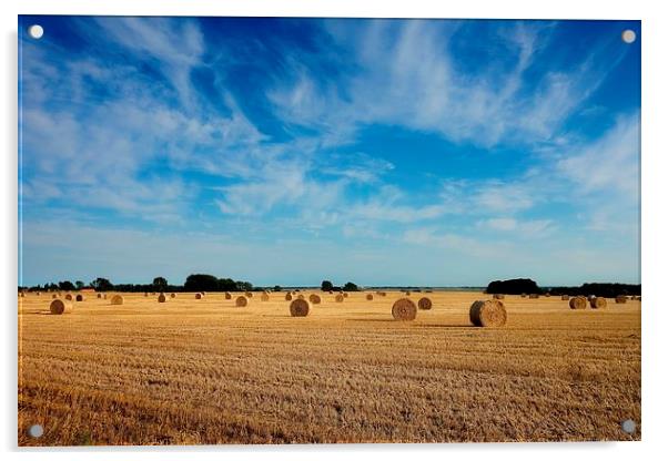  Harvest in Norfolk Acrylic by Broadland Photography