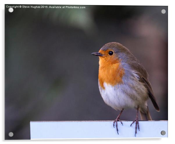  Nations favourite bird Acrylic by Steve Hughes