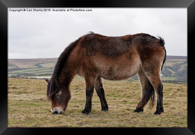 Exmoor pony grazing Framed Print by Carl Shellis