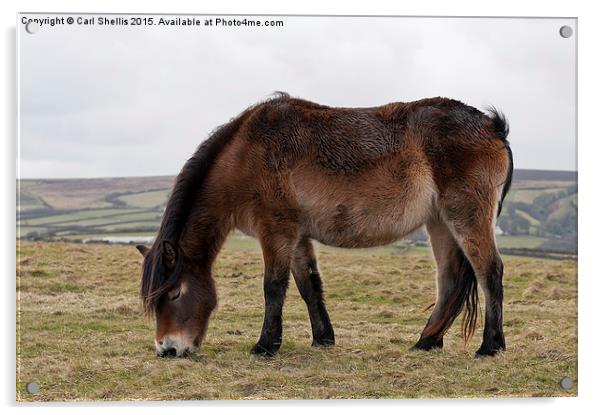  Exmoor pony grazing Acrylic by Carl Shellis