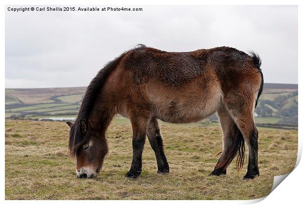  Exmoor pony grazing Print by Carl Shellis