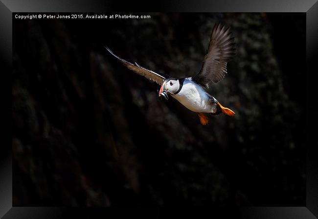  Puffin in flight with sandeels Framed Print by Peter Jones