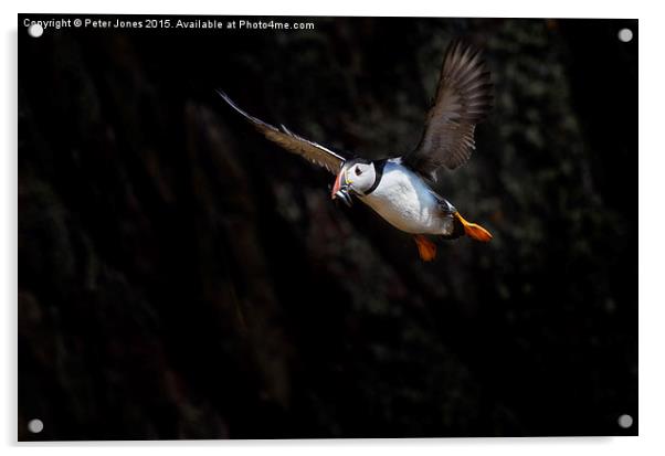 Puffin in flight with sandeels Acrylic by Peter Jones