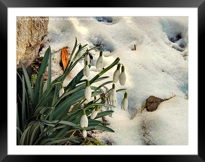  Snowdrops in the Snow Framed Mounted Print by Bill Lighterness