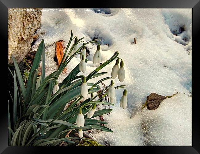  Snowdrops in the Snow Framed Print by Bill Lighterness