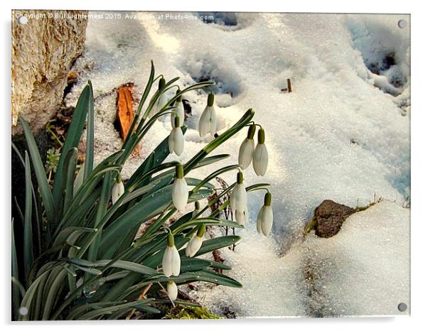  Snowdrops in the Snow Acrylic by Bill Lighterness