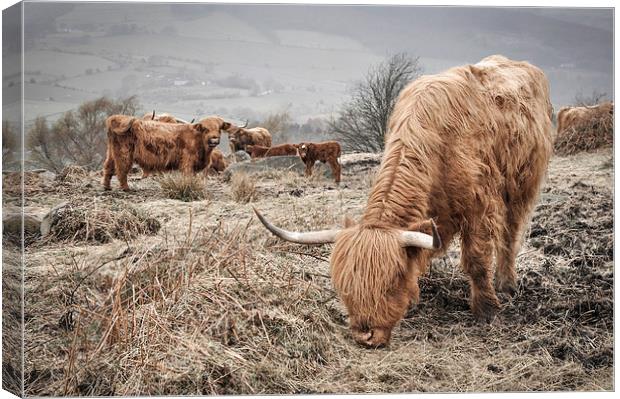  Highland cattle in the Peak District Canvas Print by Andrew Kearton