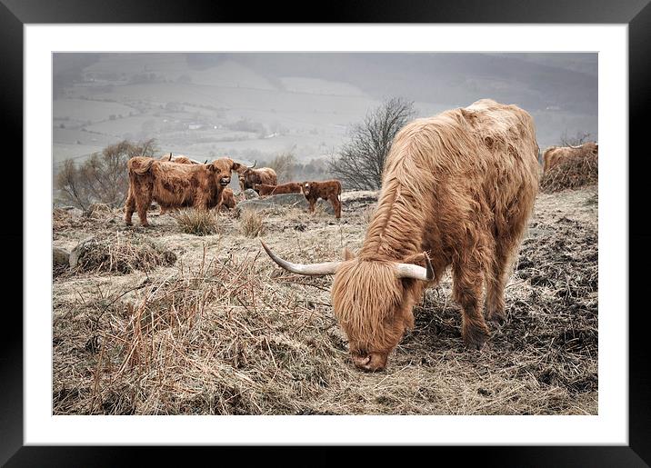  Highland cattle in the Peak District Framed Mounted Print by Andrew Kearton