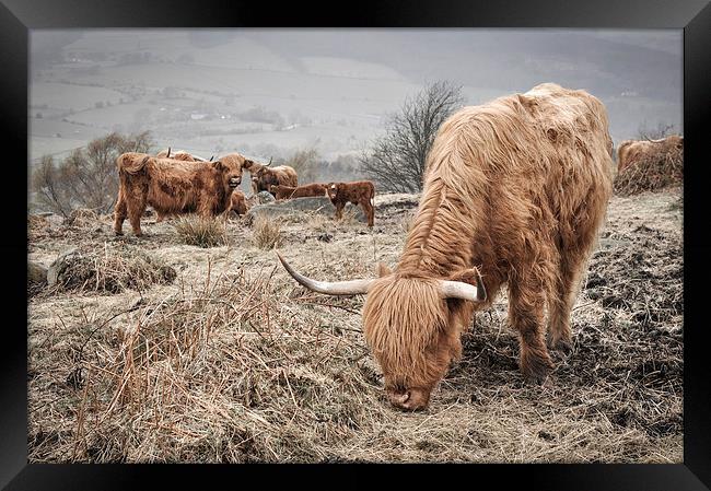  Highland cattle in the Peak District Framed Print by Andrew Kearton