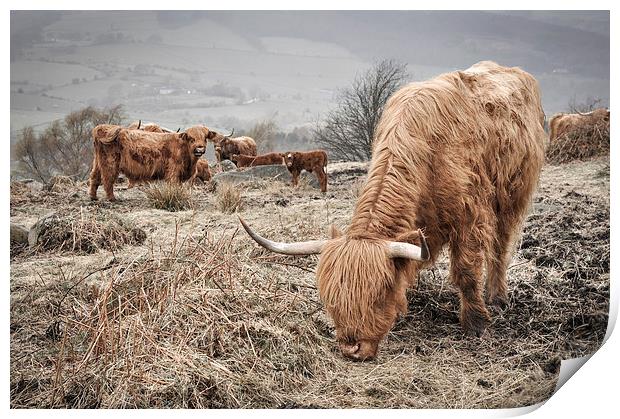  Highland cattle in the Peak District Print by Andrew Kearton
