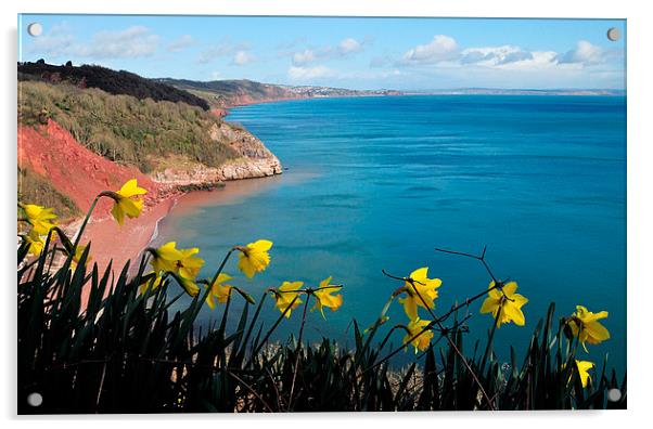  Turquoise sea and daffodils at Babbacombe Torquay Acrylic by Rosie Spooner
