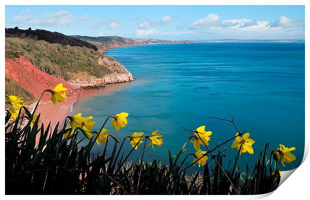  Turquoise sea and daffodils at Babbacombe Torquay Print by Rosie Spooner