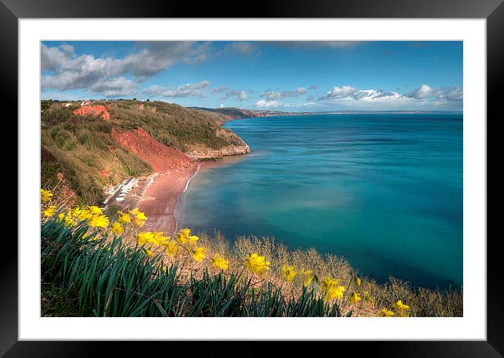  Daffodils on Babbacombe Downs Torquay Framed Mounted Print by Rosie Spooner