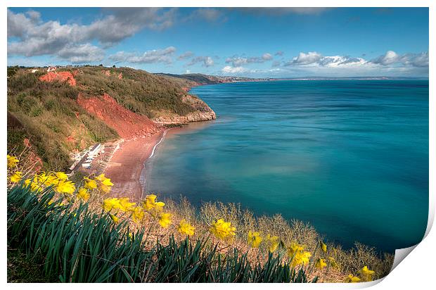  Daffodils on Babbacombe Downs Torquay Print by Rosie Spooner