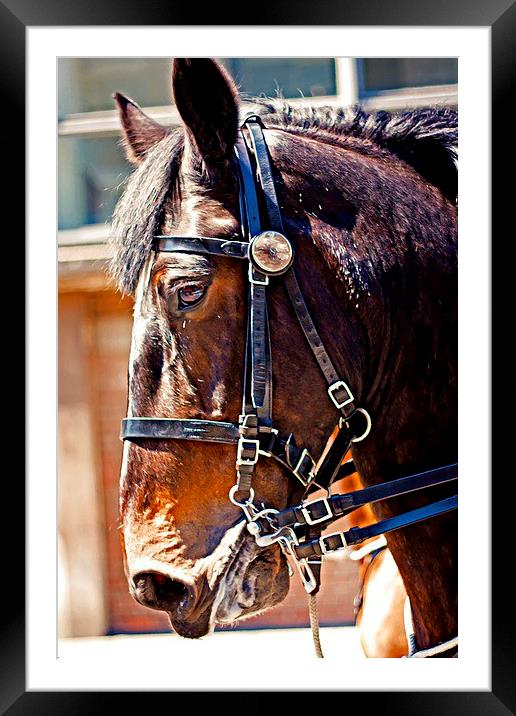 Digital painting of a close up of a horses head Framed Mounted Print by ken biggs