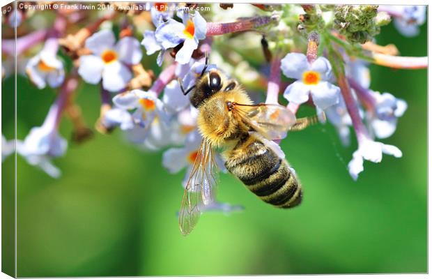  Worker bee at feeding time Canvas Print by Frank Irwin