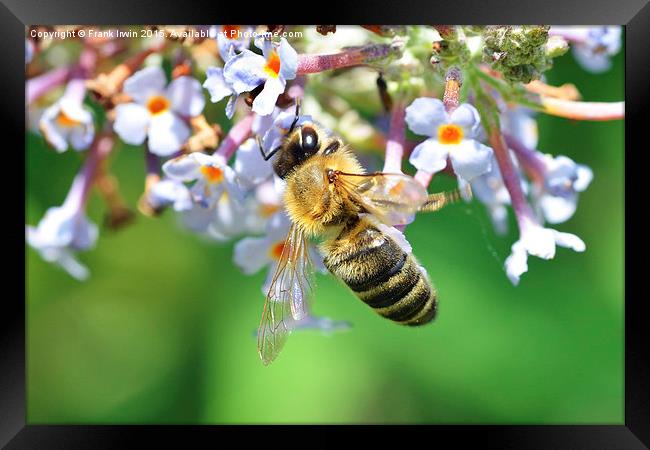  Worker bee at feeding time Framed Print by Frank Irwin