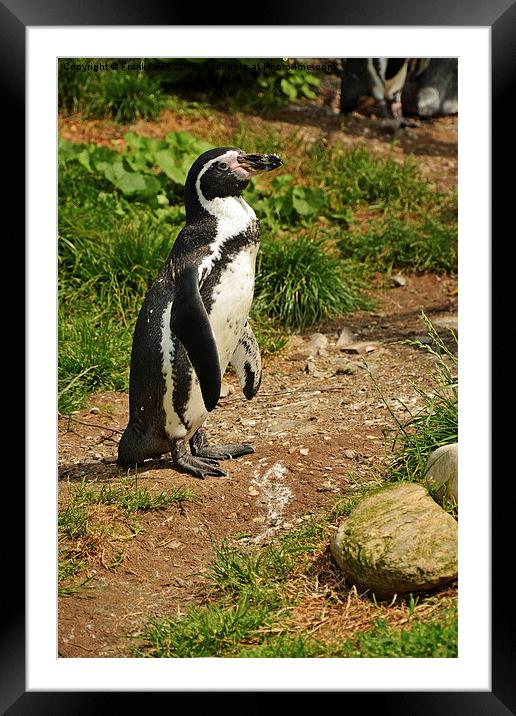 The Humboldt Penguin, also termed Peruvian Penguin Framed Mounted Print by Frank Irwin