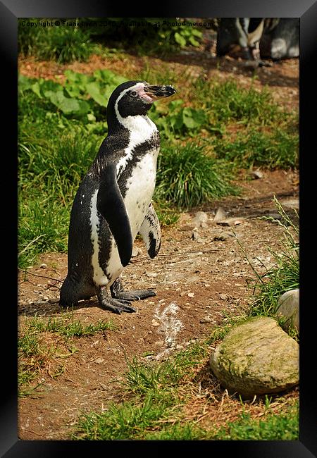 The Humboldt Penguin, also termed Peruvian Penguin Framed Print by Frank Irwin