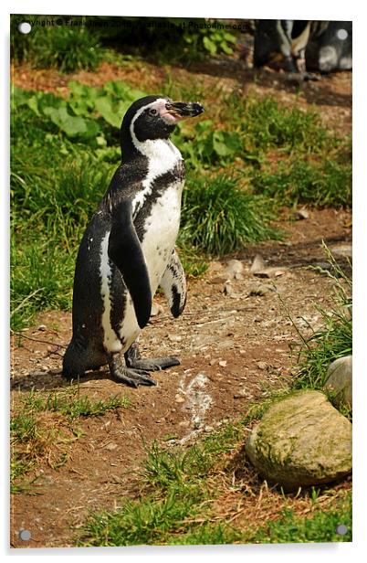 The Humboldt Penguin, also termed Peruvian Penguin Acrylic by Frank Irwin