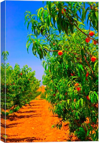 A digitally converted painting of a peach orchard Canvas Print by ken biggs