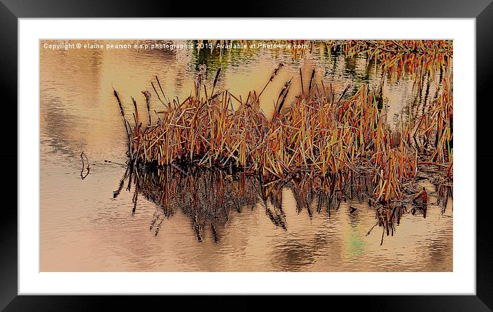  Reflections Framed Mounted Print by Elaine Pearson