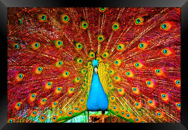 Digital painting of a beautiful peacock displaying Framed Print by ken biggs