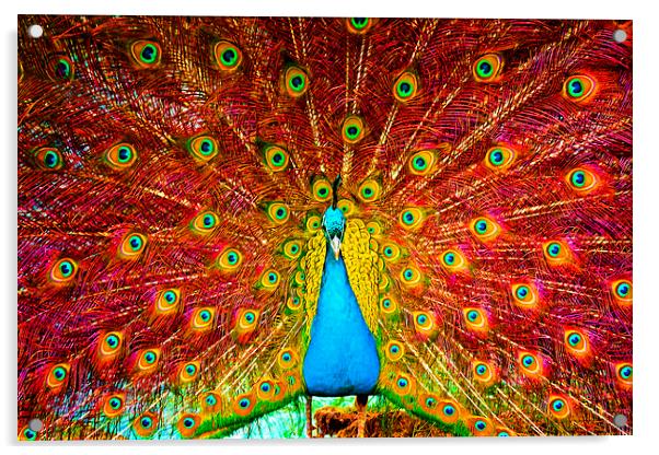 Digital painting of a beautiful peacock displaying Acrylic by ken biggs