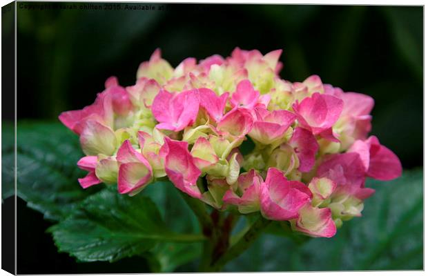 Hydrangea with Pink and lime coloured petals Canvas Print by sarah chilton