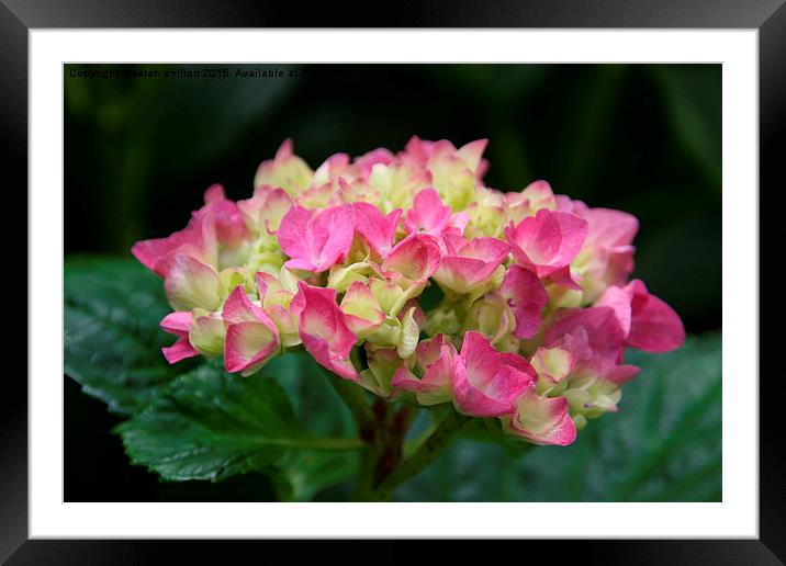 Hydrangea with Pink and lime coloured petals Framed Mounted Print by sarah chilton