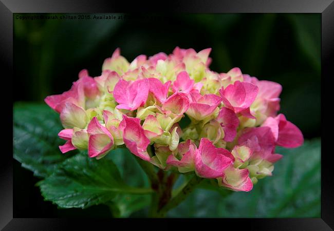Hydrangea with Pink and lime coloured petals Framed Print by sarah chilton