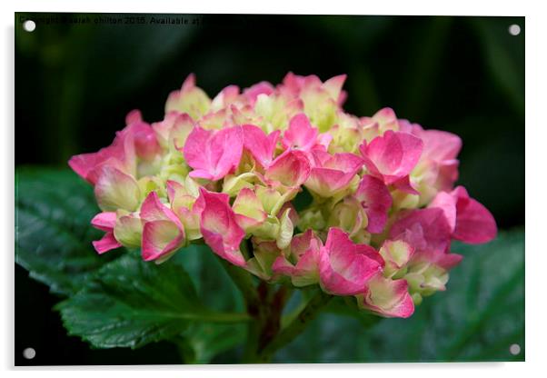 Hydrangea with Pink and lime coloured petals Acrylic by sarah chilton