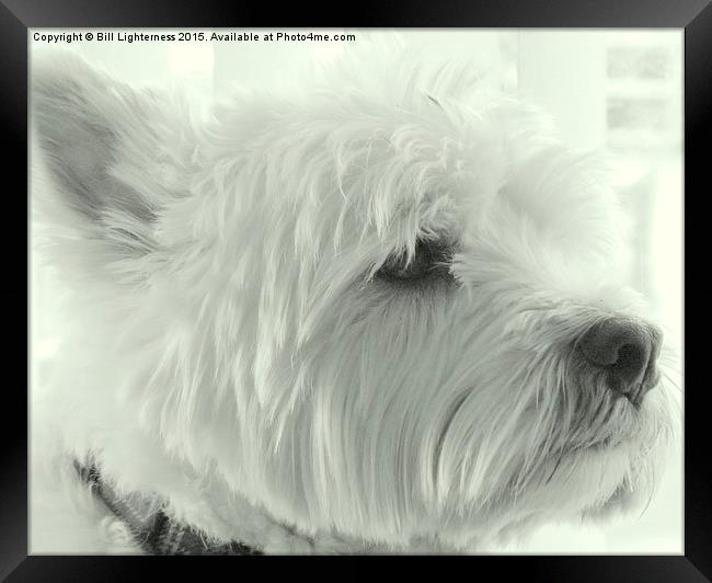  Wonderful White Westie Framed Print by Bill Lighterness