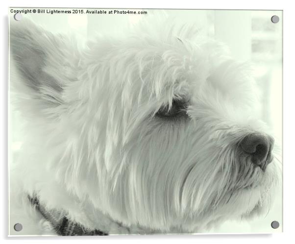 Wonderful White Westie Acrylic by Bill Lighterness