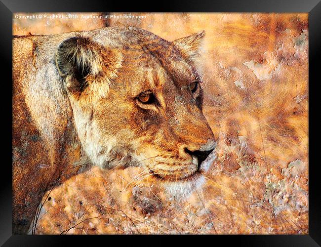 Rusty Lioness Framed Print by Paul Fell