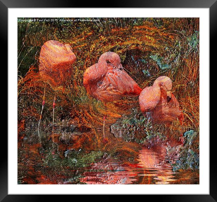 Flamingo Rust Framed Mounted Print by Paul Fell