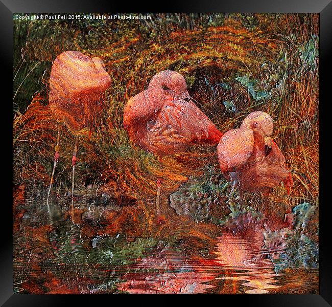 Flamingo Rust Framed Print by Paul Fell
