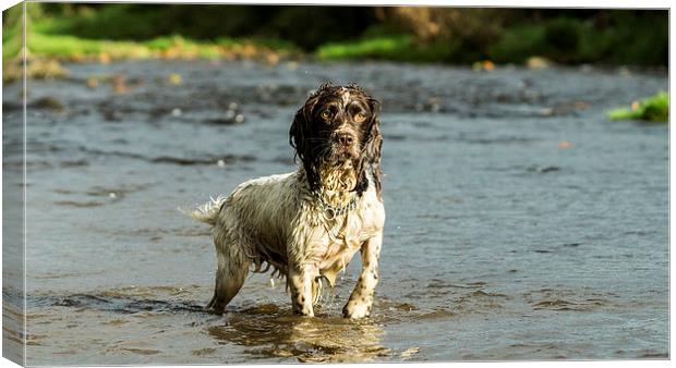 Springer Spaniel playing in the river. Canvas Print by Graham Pickavance
