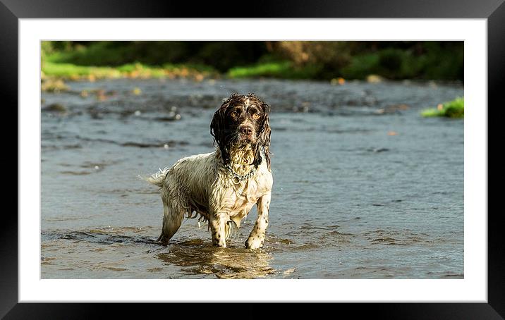 Springer Spaniel playing in the river. Framed Mounted Print by Graham Pickavance