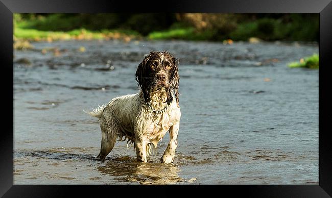Springer Spaniel playing in the river. Framed Print by Graham Pickavance