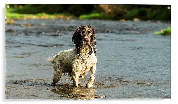 Springer Spaniel playing in the river. Acrylic by Graham Pickavance