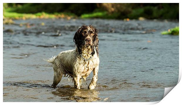 Springer Spaniel playing in the river. Print by Graham Pickavance