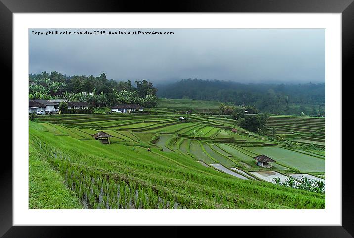  Rice Terrace Fields in Bali Framed Mounted Print by colin chalkley