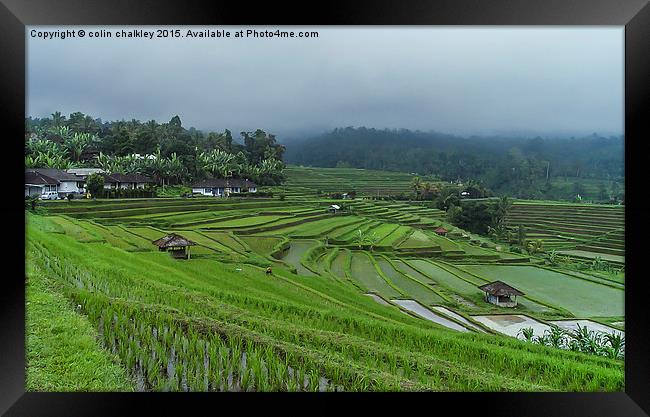  Rice Terrace Fields in Bali Framed Print by colin chalkley