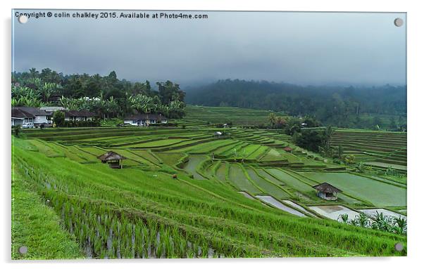  Rice Terrace Fields in Bali Acrylic by colin chalkley