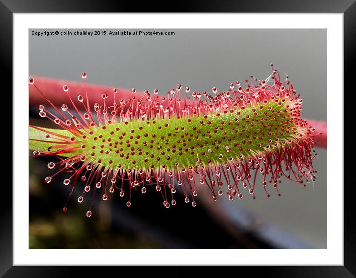 Macro  Cape Sundew Leaf Framed Mounted Print by colin chalkley