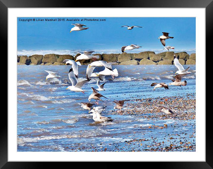  Seagulls on the Beach. Framed Mounted Print by Lilian Marshall