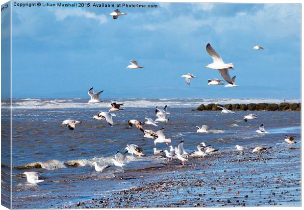 Seagulls on the Beach, Canvas Print by Lilian Marshall